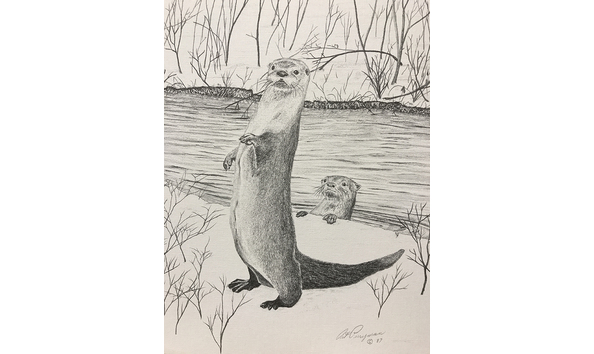 Big image otter drawing 2