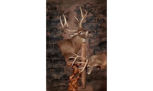 Big image mark s whitetails