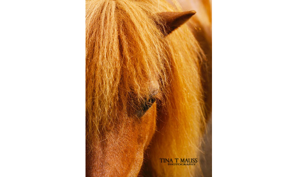 Big image ginger lo res