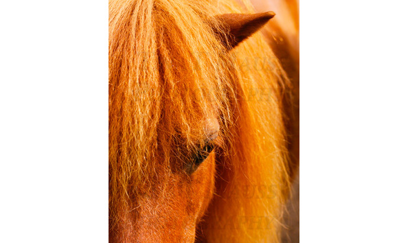 Big image ginger watermarked