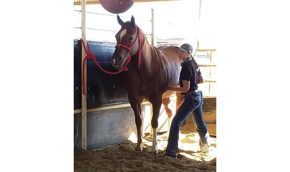 Big image equinemassagepic resized