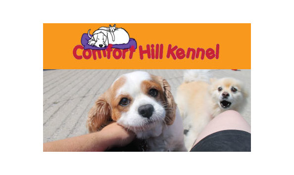 Big image get dog grooming services at comfort hill kennel in vergennes 4853682 regular