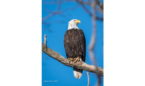 Big image davis eagle cards 006