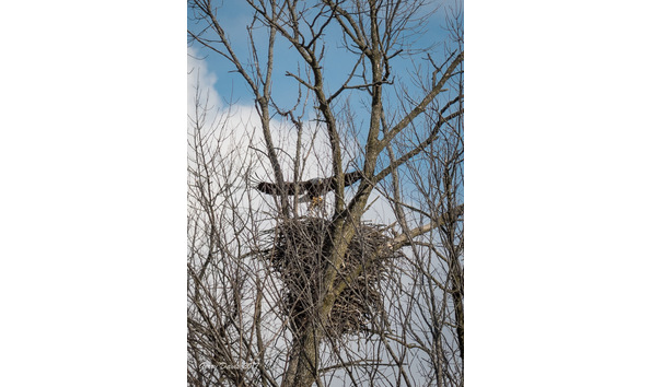 Big image davis eagle cards 002