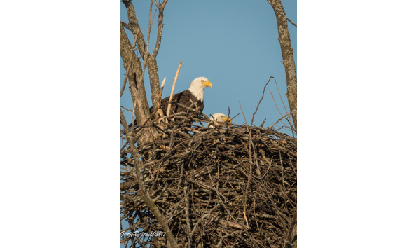 Big image davis eagle cards 004