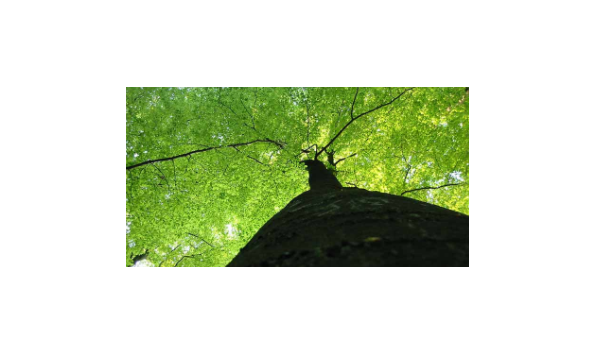 Big image mini magick20210323 110032 1iqazk9