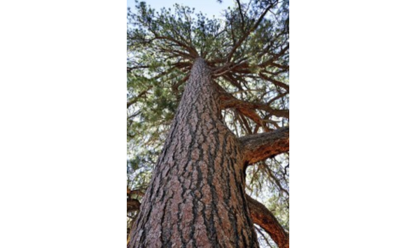 Big image mini magick20210323 110032 1julcf4