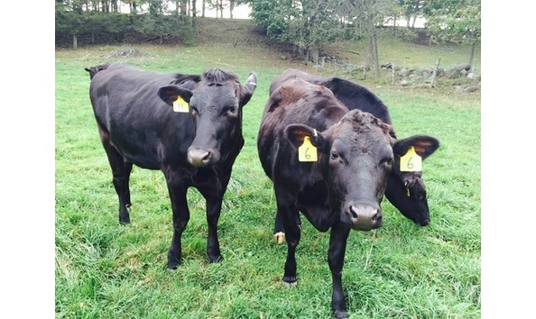 Big image greenpasturemeats2