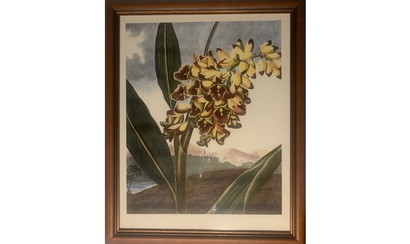 Big image royal palm framing