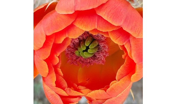 Big image 541b64a2 2640 45ac b5ec 17ee6bd89c50 1 201 a