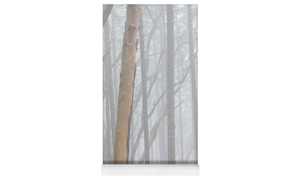 Big image pacific madrones in fog karen hussey  1 