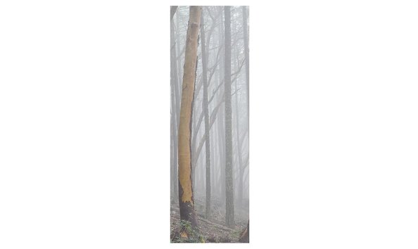 Big image pacific madrones in fog karen hussey  2 