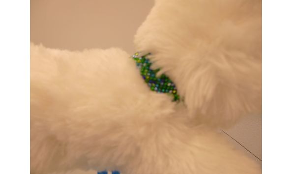 Big image 201909plu002 4   white wolf con buddy p1000593