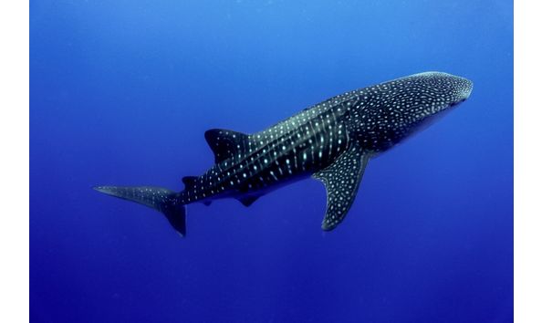 Big image whale shark   abbey koshak small