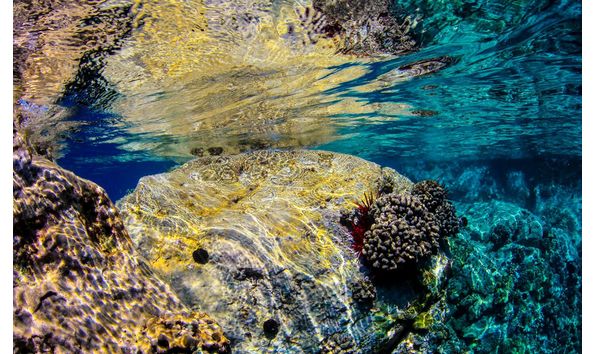 Big image hawaii coral reef abbey koshak small