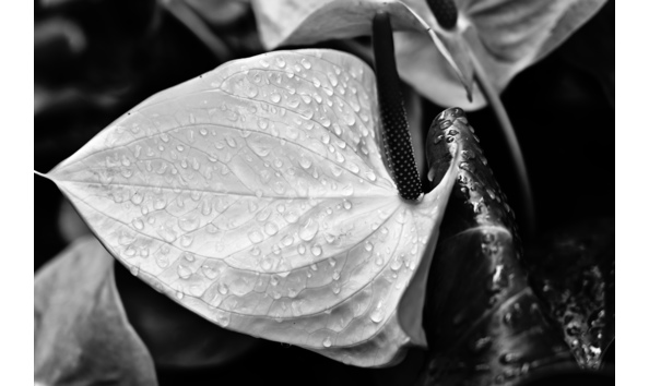 Big image nunez peace after the rain