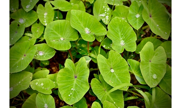 Big image nunez resting raindrops