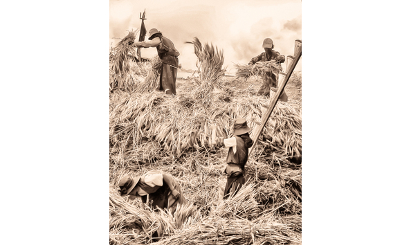 Big image women of the harvest