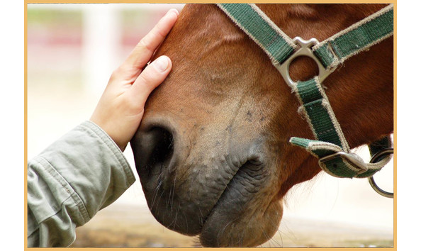 Big image hand on horse nose