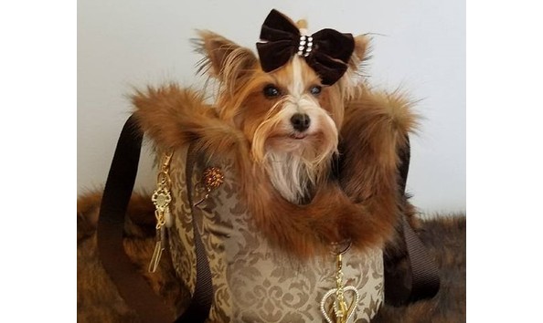 Big image diva dog carry bag 3