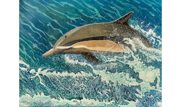 Big image dolphin commonl