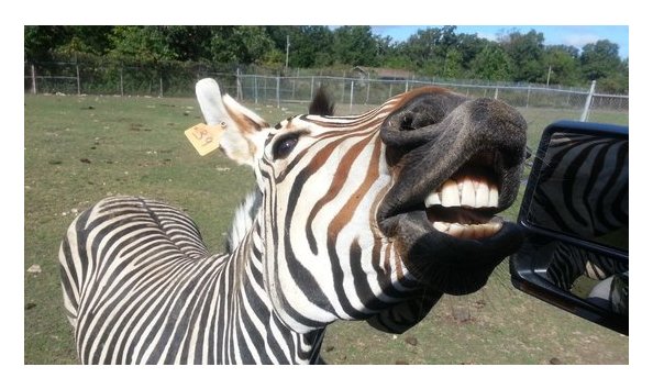 Big image wild animal safari 2