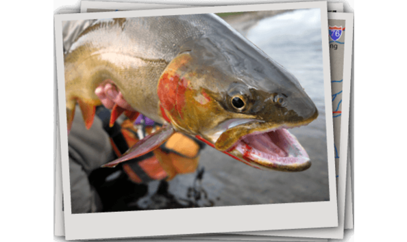 Big image rocky mountain anglers guided trip