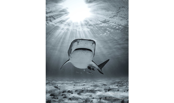 Big image girl power