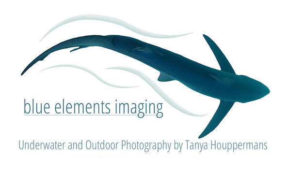 Big image blue elements imaging logo