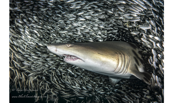 Big image hide and go seek