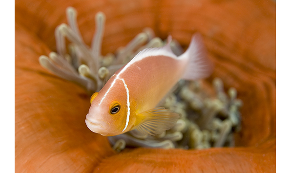 Big image anenomefish3 micronesia sept2011