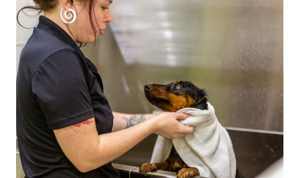 Big image salty dog pucture 2020