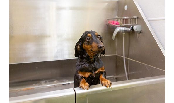 Big image salty dog 2