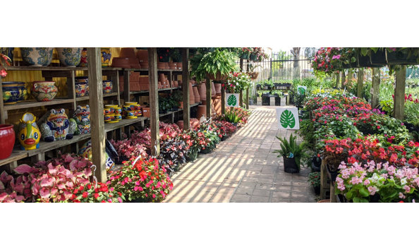 Big image toms thumb 1