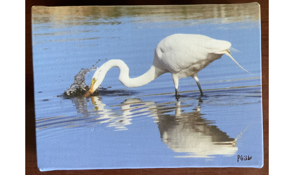 Big image feeding time