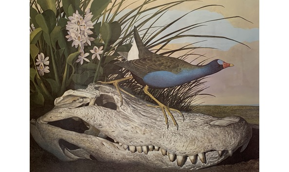 Big image gallinule close