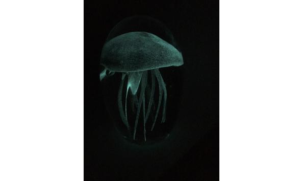 Big image ocean star 2 copy 2