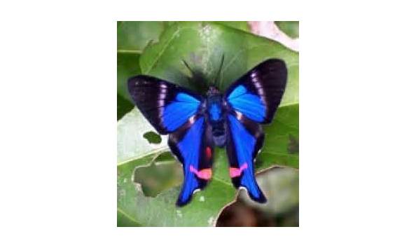 Big image buttery pav2