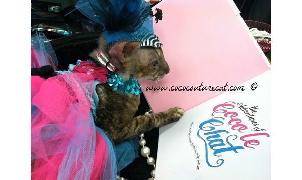 Big image coco the cat 2