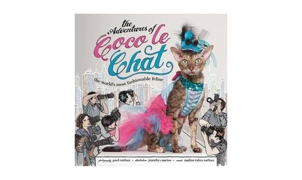 Big image coco the cat