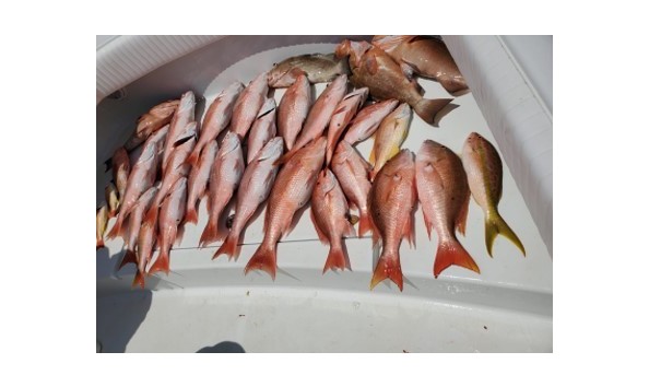 Big image f 24 25 12841132 krlrw0zu fish 2