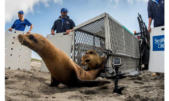 Big image sea lion beach release 650x410