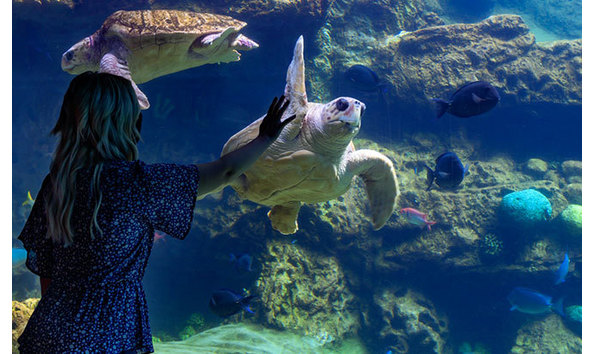 Big image seaworld660x410 swt jobs