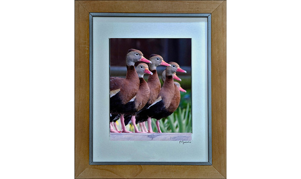 Big image ducks in a row framed by jakobi 8 x 10