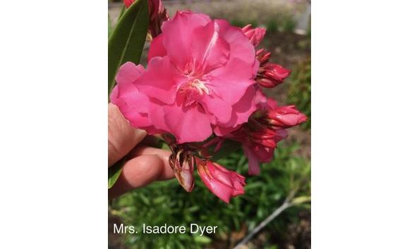 Big image ios  isadore dyer