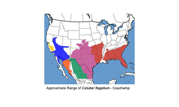 Big image hallxcflagellumspeciesmap2