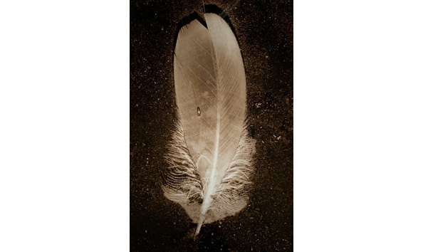 Big image amiet feather