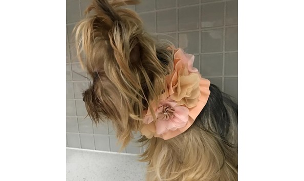 Big image flower collar peach 2