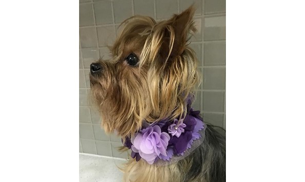 Big image flower collar violet 2
