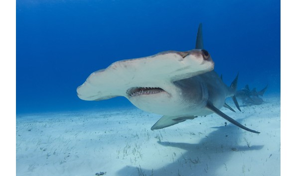Big image shark